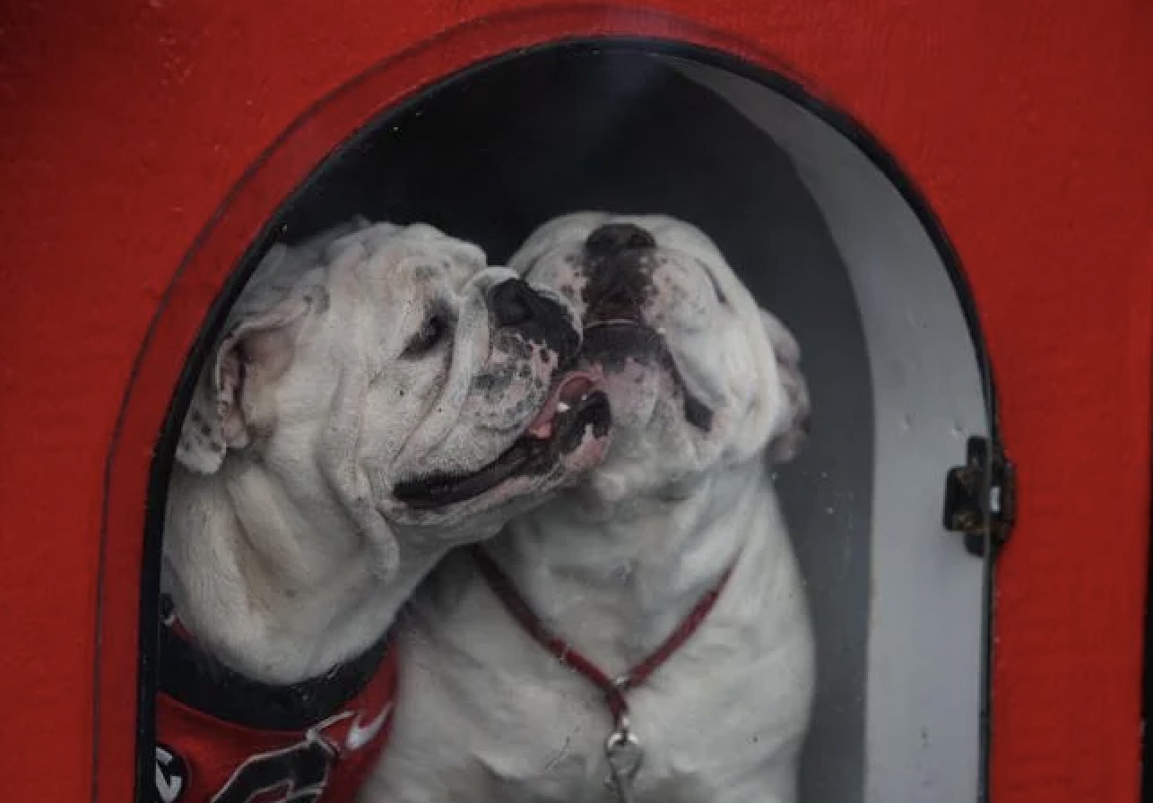 Georgia Bulldogs